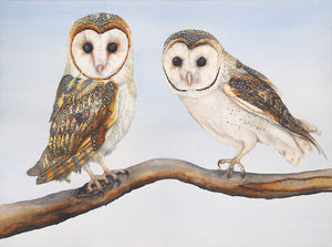 Owl:  "Barn Owls" - Bird Watercolour