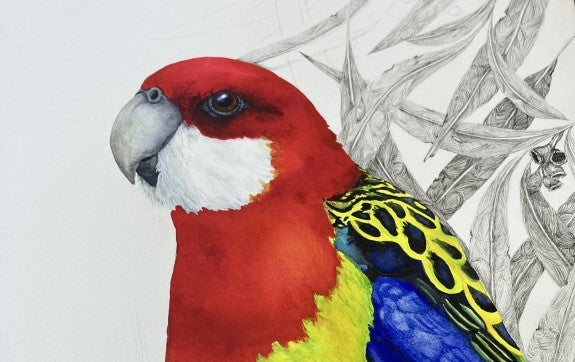 Eastern Rosella in progress