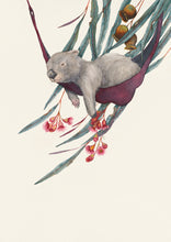 Afternoon Siesta is my painting of a very relaxed looking wombat in a hammock.