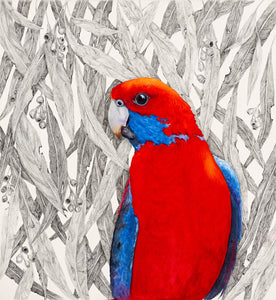 Parrot Series - Crimson Beauty - a print of a Crimson Rosella