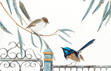 A male and female superb fairy wren meeting at the gate.