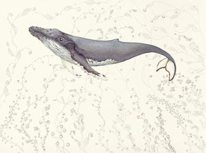 Ocean Swimming: A print of a water colour painted humpback whale