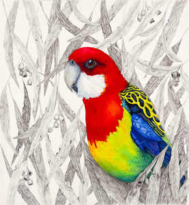 Parrot Series - On Nest Duties - a print of a Eastern Rosella