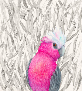 Rosy Demeanour - a print of a Galah