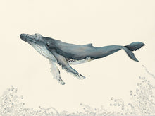 A humpback whale, looking quite happy and relaxed, with swirling, unfurling sea plants accompanying it.