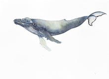 A humpback whale seemingly suspended on a white background.