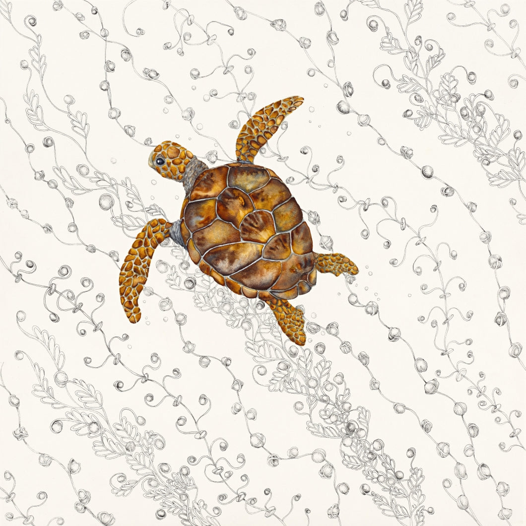 Under the Sea - a print of a gorgeous Green Turtle