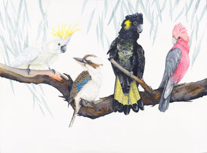 Iconic Aussies - prints of four iconic Australian birds