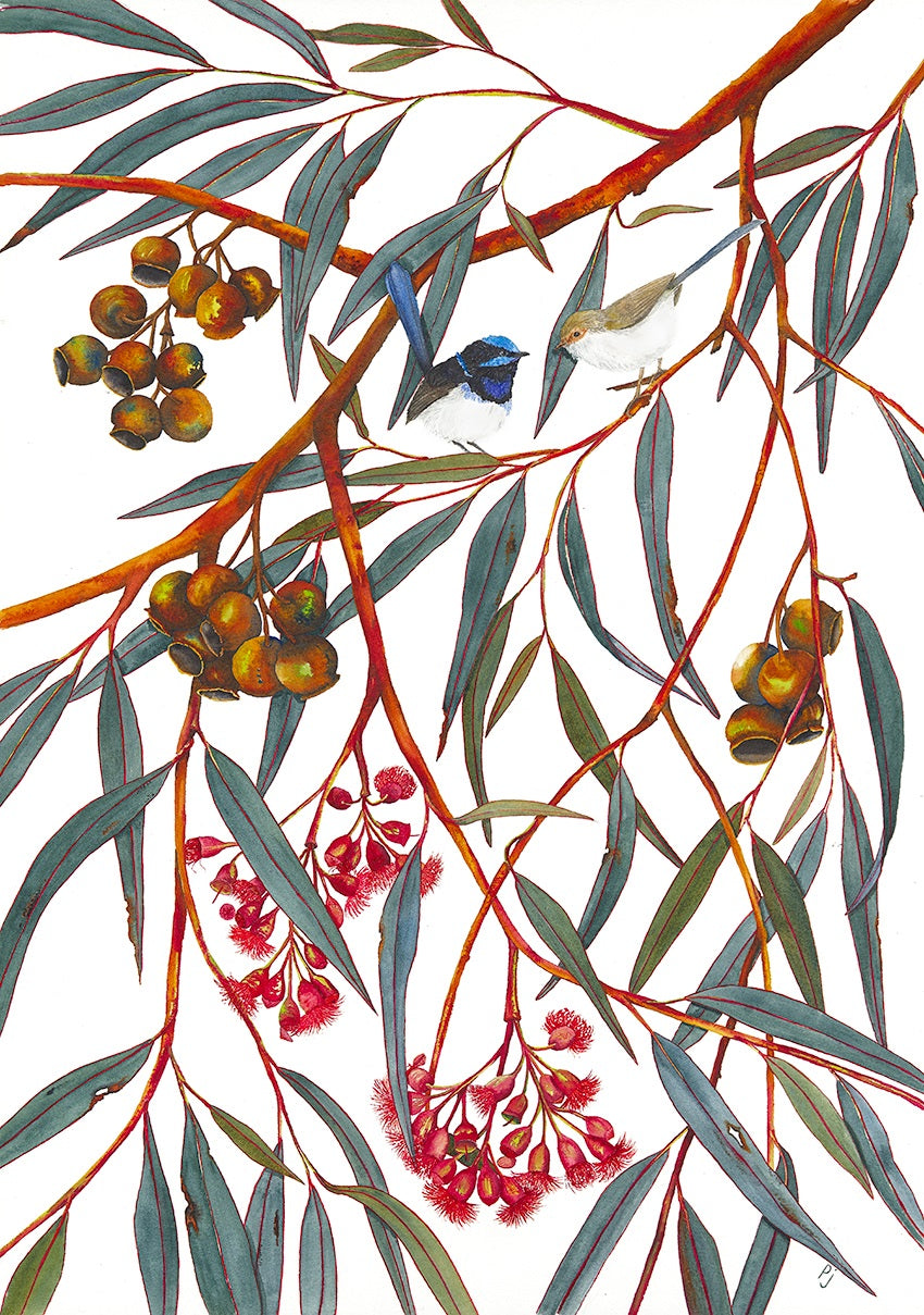 A watercolour print of Fairy wrens