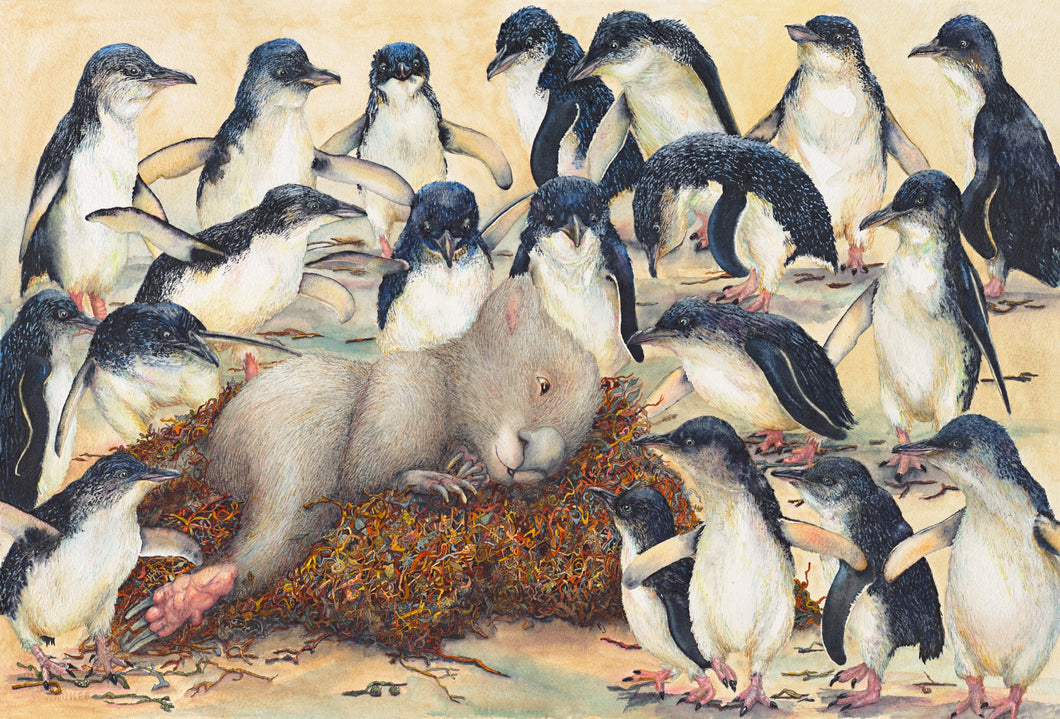 Goldilocks and the 20 Penguins-  penguins find a wombat sleeping in their nest