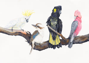 Iconic Australians- A Bird Watercolour print