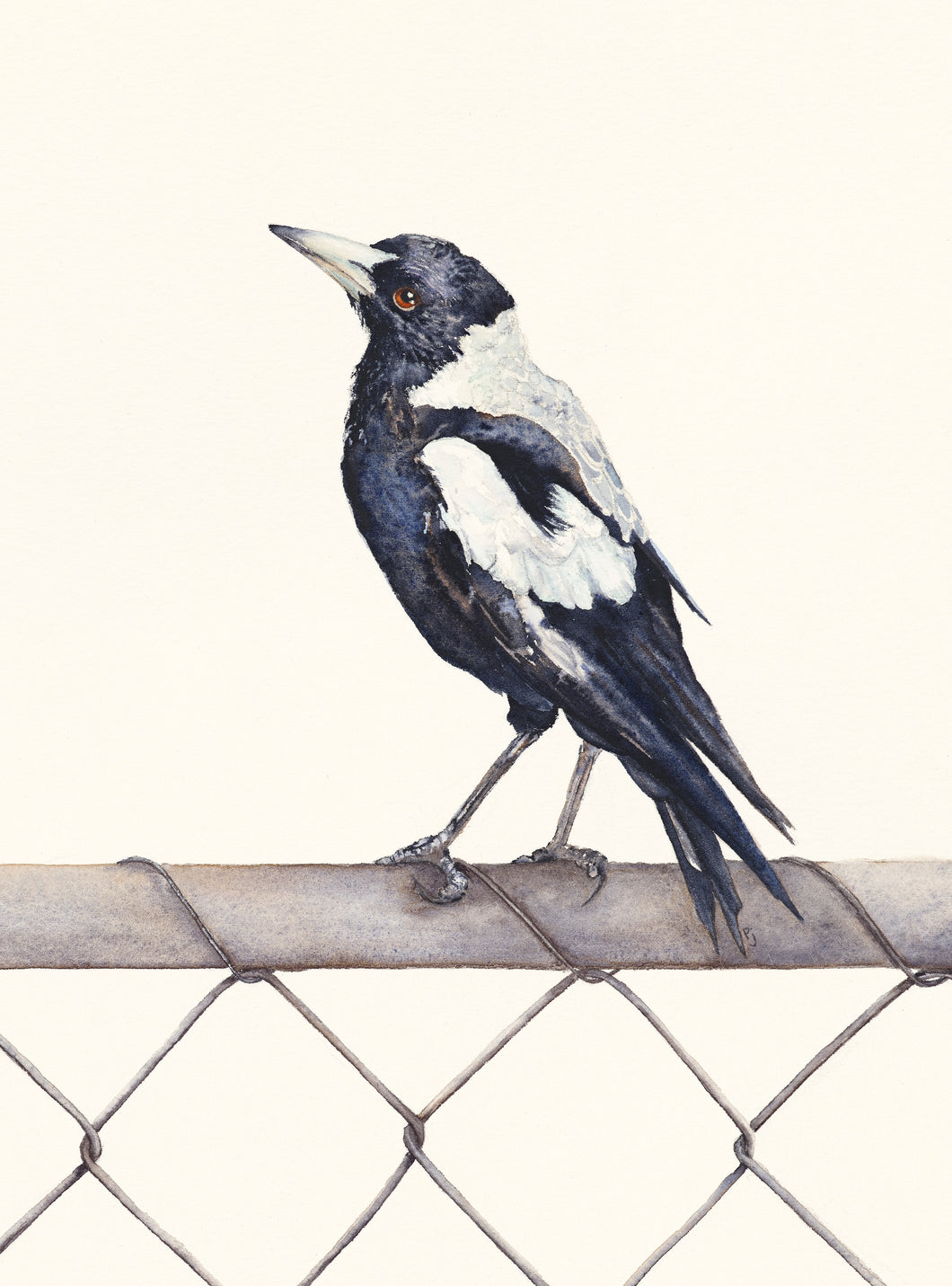 Maggie - A print of a watercolour painting of an Australian Magpie