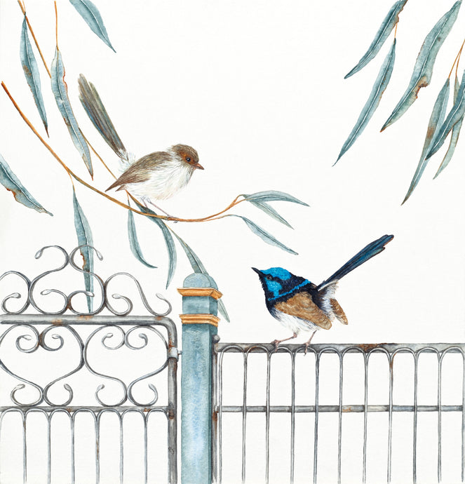 Meet Me at the Gate   a watercolour print of fairy wrens