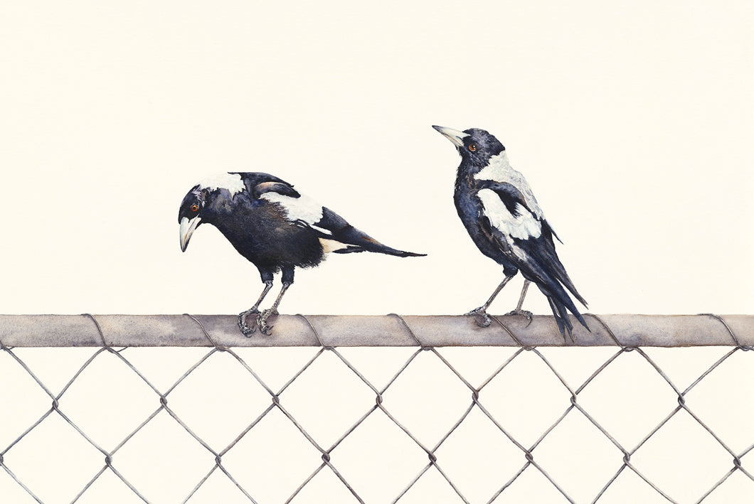Morning Melody - A print of a watercolour painting of Australian Magpies