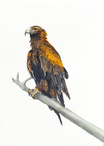 A watercolour print of a Tasmanian wedge-tailed eagle titled Regal