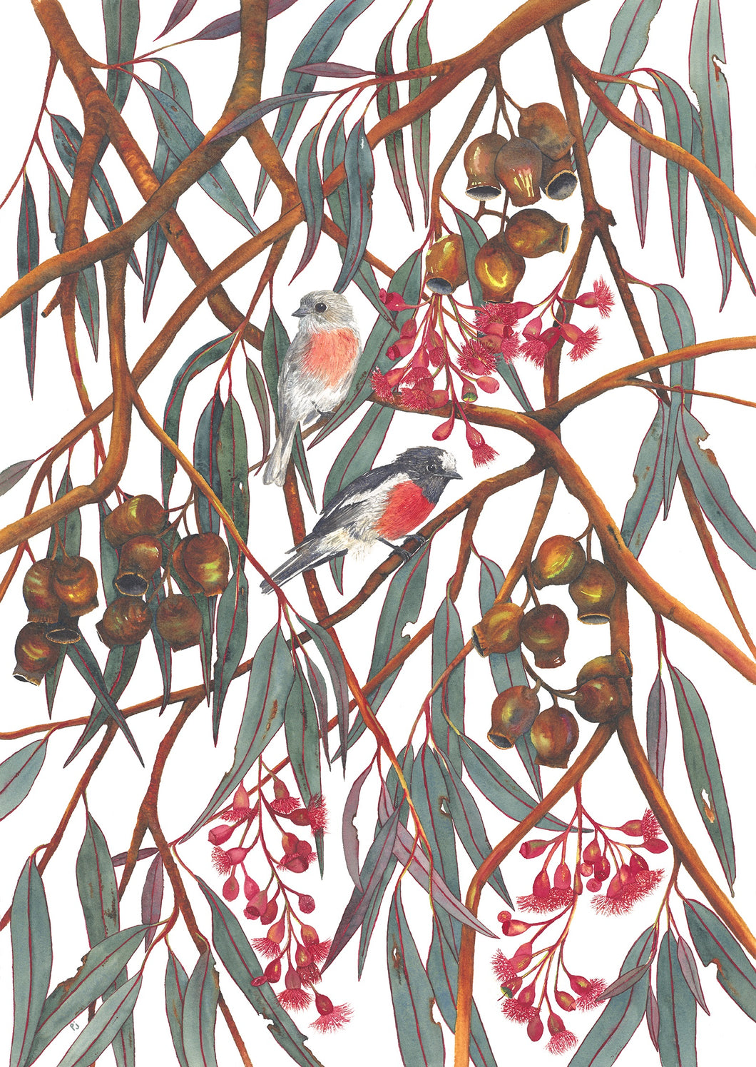 A watercolour print of Scarlet Robins