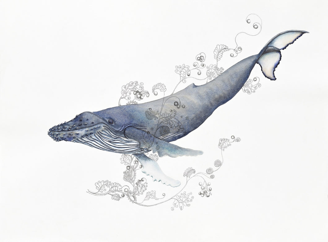 Sea Life: A print of a water colour painted humpback whale