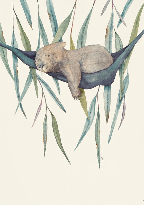 This is a water colour painting of a cute sleepy wombat cuddled up in a hammock among gum leaves.