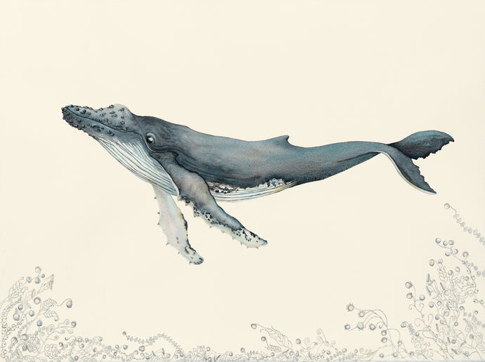 Southern Flow A print of a water colour humpback whale