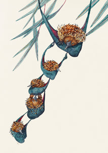 Spiky Bunk Beds - Playful Echidnas