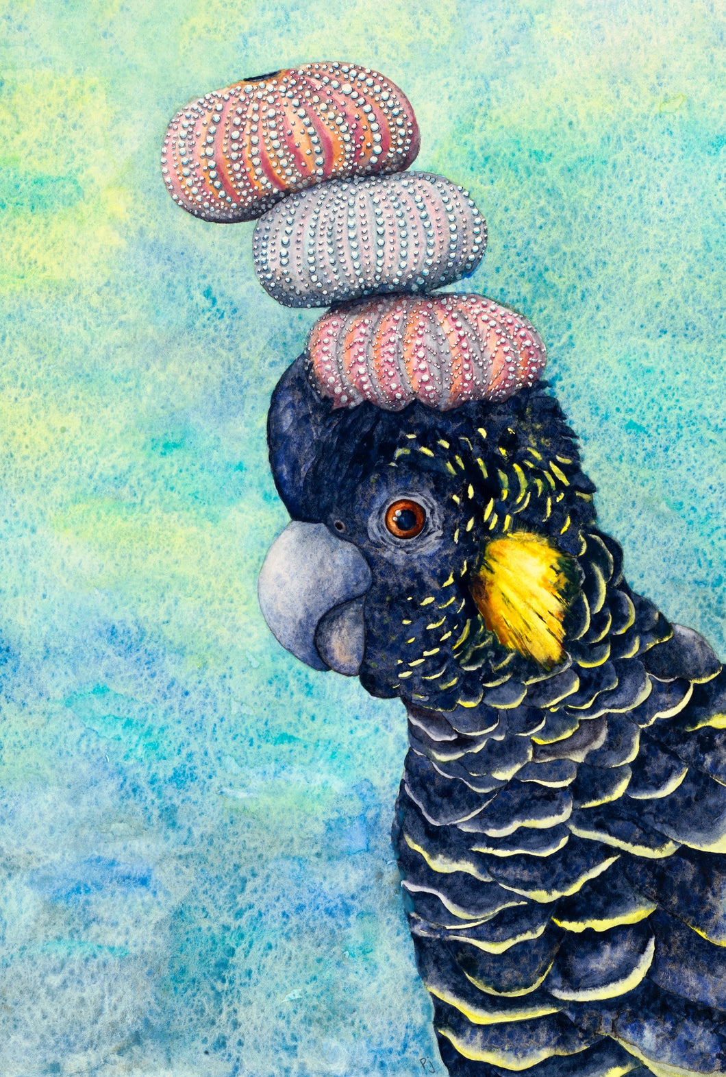 Yellow-tailed Black Cockatoo prints, titled:  The Bun