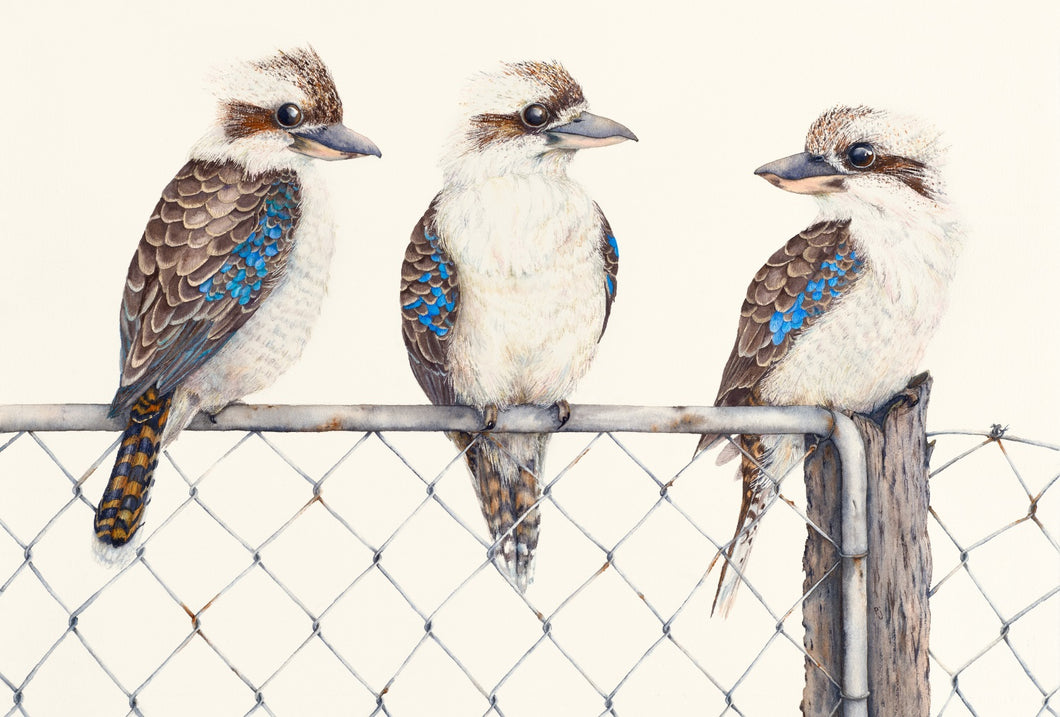 Three colourful kookaburras socialising on a rustic fence.