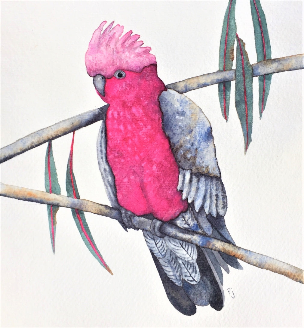 What a Galah! SOLD