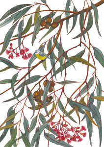 Bird Watercolour print- "Eastern Yellow Robin"