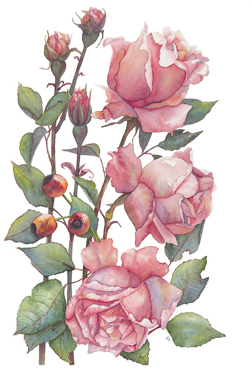 Garden Roses - Flower Watercolour Prints